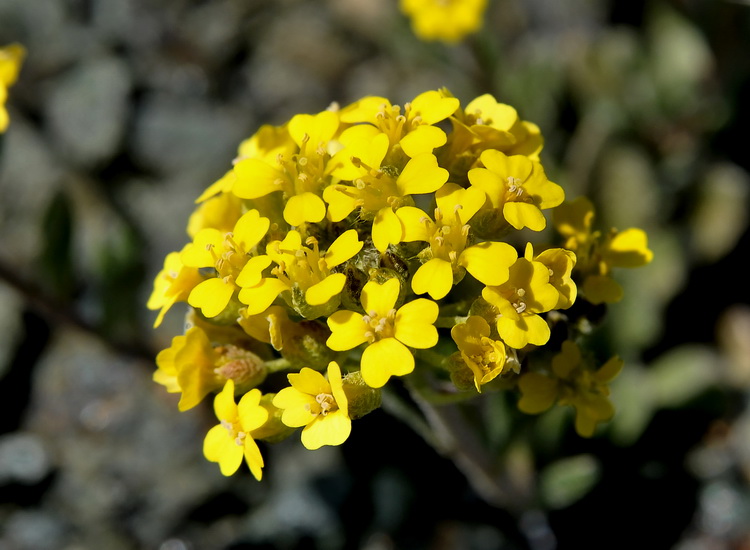 Odontarrhena bertolonii (=Alyssum bertolonii) / Alisso di Bertoloni